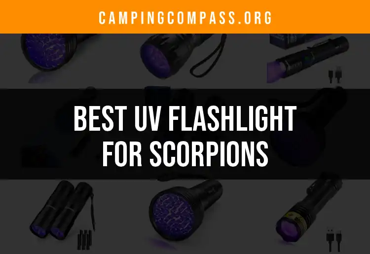 16 Best UV Flashlights for Scorpions You Should Consider